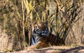 A portrait of a tiger