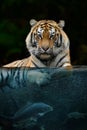 Portrait tiger half in the water. Underwater world with fish and bubbles
