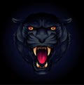 Portrait of a tiger head or black panther on a black background Royalty Free Stock Photo