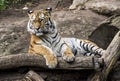Portrait of a tiger lying on a tree.