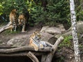 Portrait of a tiger lying on a tree.