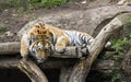 Portrait of a tiger lying on a tree.