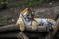 Portrait of a tiger lying on a tree.