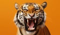 Portrait of a Tiger showing his teeth. Open mouth. Orange background Royalty Free Stock Photo