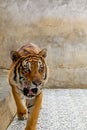 Portrait of a tiger in a thailand farm. Wild animal in restriction