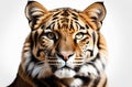 Portrait of a tiger on a white background