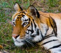 Portrait of a tiger in the wild. India. Bandhavgarh National Park. Madhya Pradesh.