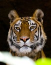 Portrait of a tiger in the wild. India. Bandhavgarh National Park. Madhya Pradesh.