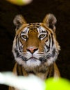 Portrait of a tiger in the wild. India. Bandhavgarh National Park. Madhya Pradesh.