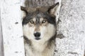 Portrait timber wolf Royalty Free Stock Photo
