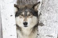 Portrait timber wolf