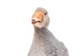 Portrait of a timid goose
