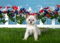 Adorable siamese kitten in a backyard flower garden Royalty Free Stock Photo