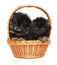 Portrait of a tiny Spitz puppies in basket on white background