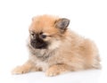 Portrait tiny spitz puppy on white background