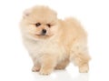 Portrait of a tiny Spitz puppy on white background