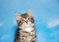 Portrait of a tiny tabby kitten looking up Royalty Free Stock Photo