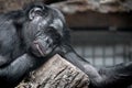 portrait of a tired bonobo chimp