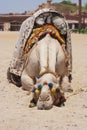 Portrait of a tired dromedary camel sleeping lying on the ground Royalty Free Stock Photo