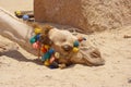 Portrait of a tired dromedary camel sleeping lying on the ground Royalty Free Stock Photo