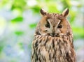 Portrait of a tired long eared owl