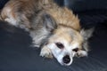 Sleepy chihuahua dog twelve years old