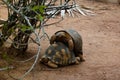 Portrait of tirtle copulation under the tree, Arivonimamo, Antananarivo, Madagascar