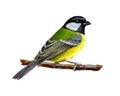 Portrait of a tit bird sitting on a branch on white background, hand drawn sketch Royalty Free Stock Photo