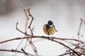 Portrait of titmouse on branch winter tree