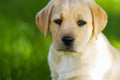 Portrait to a little puppy of labrador in the garden Royalty Free Stock Photo