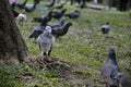 PORTRAIT TO PIGEON IN THE NATURE