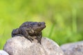 Portrait of a toad Royalty Free Stock Photo