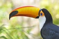Portrait of toco toucan