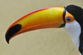 Portrait of toco toucan