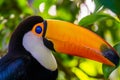 Portrait of a toco toucan with its face in closeup, beautiful tropical bird specie from America