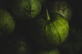 Portrait of tomatillo, Mexican husk tomato, selective focus Royalty Free Stock Photo