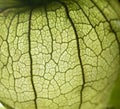 Portrait of tomatillo, Mexican husk tomato, selective focus Royalty Free Stock Photo