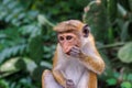 Portrait of a Toque Macaque (Macaca sinica) Royalty Free Stock Photo