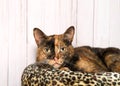 Portrait of a tortie tabby cat