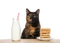 Portrait of a Tortie tabby cat sitting at table with stack of sugar cookies and bottle of milk Royalty Free Stock Photo