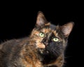 Portrait of a tortie torbie tabby cat on black Royalty Free Stock Photo