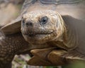 Tortoise face close up