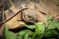 Portrait of a tortoise on a sunny day in spring Royalty Free Stock Photo