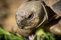 Portrait of a tortoise on a sunny day in spring Royalty Free Stock Photo