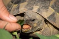 A tortoise biting into a green leaf Royalty Free Stock Photo