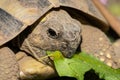 A tortoise biting into a green leaf Royalty Free Stock Photo