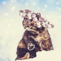 Portrait Of The Tortoiseshell Kitten Wearing Christmas Wreath