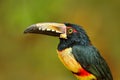 Portrait of toucan. Collared Aracari, Pteroglossus torquatus, bird with big bill. Toucan sitting on the branch in the forest, Cost Royalty Free Stock Photo