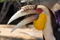 Portrait of a Toucan and its big beak