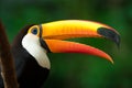 Portrait of Toucan Toco